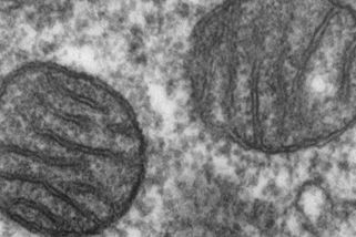 Podáno pro laiky: Paradox kyslíku – náš život i naše smrt v jednom - Médium.cz