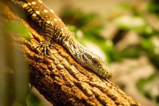 Unikátní odchov v Ostravě. Vylíhla se mláďata nejdelších varanů na světě - Novinky