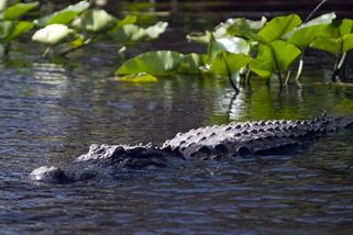 Aligátor na Floridě stáhl ženu z kánoe a před očima manžela ji usmrtil - Novinky
