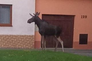 Bloudění losů v Česku může být problém. Chybí funkční biokoridor, tvrdí ochránci
