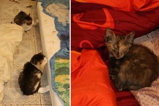 Žena chovala v bytě v Teplicích desítky koček. Jejich mrtvoly měla v mrazáku