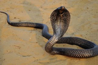 Dvouletý chlapec v Indii kousl kobru. Had na místě zemřel - Novinky