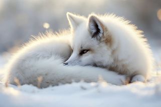 Zaplatila za štěně japonského špice. Po necelém ro...