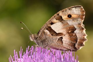 Motýli v Česku jsou v ohrožení. Zachránit je mohou turisté i koně - Seznam Zprávy