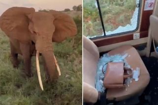 Safari není zoo. Slon v Africe zaútočil na džíp s turisty - Novinky