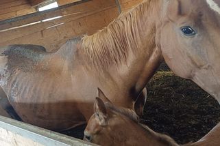 Stáli v metr vysokém hnoji. Veterináře šokovaly otřesné podmínky chovu koní u Mikulova - Novinky