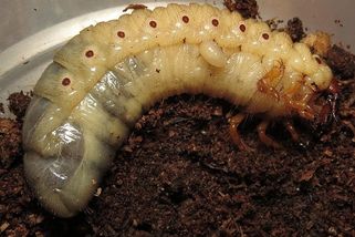 Záhadné larvy v kompostu: Nosorožík