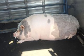 Extrémně tlusté prase na Floridě úřady odebraly chovatelce, čeká ho dieta - Novinky