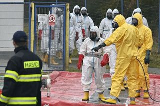 Geneticky cenné slepice hynuly i pod rukama svých stvořitelů - Novinky