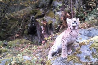 Rysí samec se vrátil na Šumavu. Zvládl mimořádně dlouhou a složitou trasu