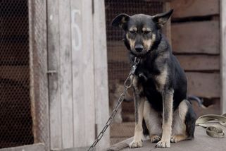 Konec nešťastných chlupáčů na řetězu. Už za pár dní začne platit plošný zákaz uvazování psů - Médium.cz