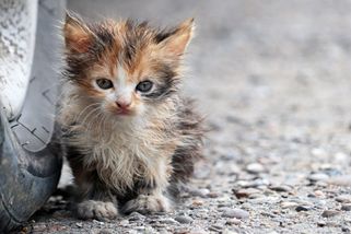 Kočičí kalamita. Města a obce zaplavují toulavé kočky a lidé volají po zákonu - ČESKÉSTAVBY.cz