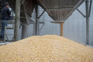 Obilí z Ukrajiny plní sila i v Česku - Novinky