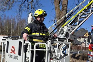 Papoušek za desítky tisíc korun uletěl do koruny vzrostlého stromu, zachránili ho hasiči - Novinky
