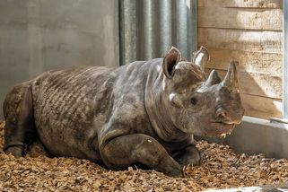 Samice nosorožce z Německa při příjezdu do Dvora Králové frkala a funěla, už se ale zabydluje - Novinky