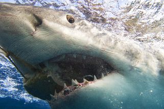 Žraloci na Jadranu? Žádný problém, ve Středomoří jich žije 47 druhů