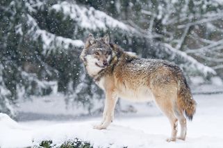 Vlci se objevují i v Moravském krasu. Šelmy nyní přibližuje výstava v Domě přírody