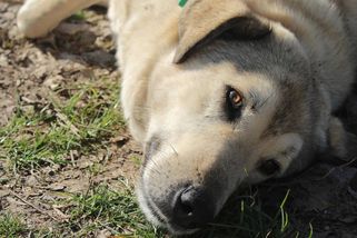 Soused mi přiotrávil psa, protože prý štěkal. Moje pomsta ho stála klidný spánek do konce života - Médium.cz