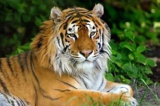 Tygr na Pardubicku ukousl ženě ruku. Policie případ odložila bez obvinění - Novinky