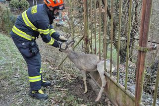 Hasiči v Jaroslavicích vysvobodili zraněného srnce z kovové pasti