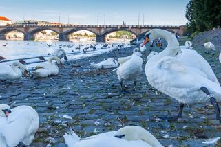 Krádež labutí z Vltavy: Nešlo o záchranu, říkají odborníci. Policie stále pátrá