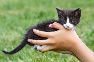 Žena ze Sokolova propíchala kotě mačetou, hrůzné video pak poslala kamarádce - Novinky