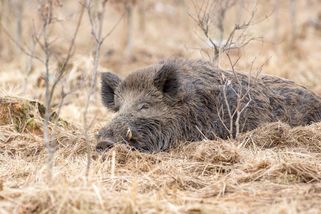 Zastavil u lesa, stáhl okénko a zastřelil divoké prase. Pytláka z Plzeňska vyrušil myslivec - Novinky