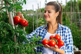 Co potřebují rajčata první dny po vysazení: Pro správnou zálivku sledujte listy