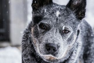 Jak poznat, že nastal čas nechat odejít našeho psího přítele? - Médium.cz