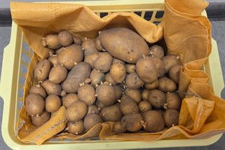 Nenechte brambory vyklíčit a změknout. Babičky věděly, že k tomu stačí suroviny z kuchyně