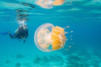 Čtyřhranka Fleckerova neboli mořská vosa je jako filmový predátor: neviditelná a smrtící - Médium.cz