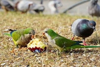 Invaze papoušků do Evropy: Z domácích mazlíčků jsou vetřelci - Ábíčko.cz