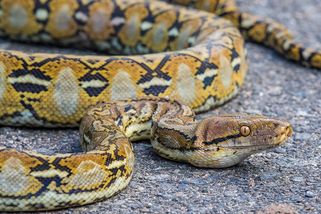 Král je mrtev, ať žije král! Obří krajta mřížkovaná přepsala rekordy - Médium.cz