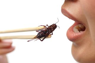 Řetězce experimentují s hmyzem, je už v desítkách potravin - Seznam Zprávy