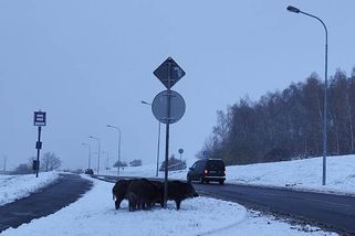 VIDEO: Drzost mosteckých divočáků. Stádo se rochnilo v čerstvém sněhu u benzinky