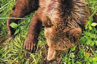 Varování ze Slovenska: Medvěd zastřelený dvaceti ranami, utopené medvídě a falšování dokumentů - Médium.cz