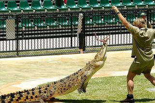 Jako nůž máslem. Rejnok probodl slavného Lovce krokodýlů Steva Irwina, kamera vše natočila - Médium.cz