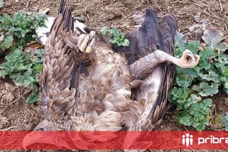 Ornitologové našli na Příbramsku další mrtvé dravce a šelmy, případ má policie