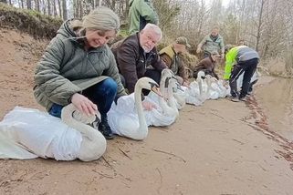VIDEO: Čtrnáct mláďat labutí přežilo díky Pasíčkám. Teď už znovu brázdí jezero