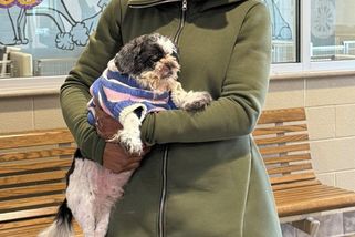 Pes se vrátil domů po devíti letech, majitelka jej náhodně objevila v útulku - Novinky