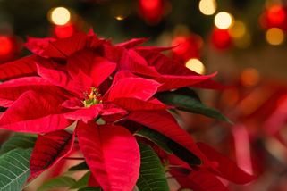 Vánoční hvězda, otloukánek, který často nepřežije ani Vánoce. Zbytečně - ČESKÉSTAVBY.cz