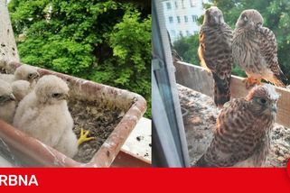 Poštolky úspěšně vyvádějí mladé za okny bytů. Známe další dojemné příběhy z Česka