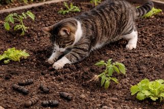 Kočky a hraboši ničí jarní záhony většině zahrádkářů. Odežene je obyčejný příbor