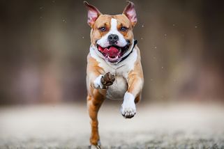 Komentář: Mrtvých lidí je už příliš. Čas zakázat takzvaně bojové psy? - Seznam Zprávy