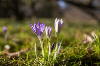 Jaro to v závěru týdne rozbalí, bude až 17 °C - Novinky