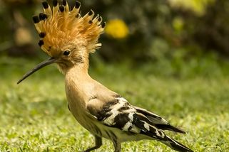 Dudek chocholatý: exotický elegán, který se vrací do české krajiny. Jeho hnízda ale rozhodně nevoní - Médium.cz