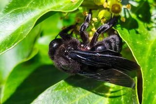 Unikátní záběry drvodělky fialové, černé včely, která je vzhledem děsivější než sršeň - Médium.cz