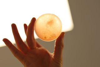 Češi jako první získali povolení k výrobě umělého masa pro zvířata - Seznam Zprávy