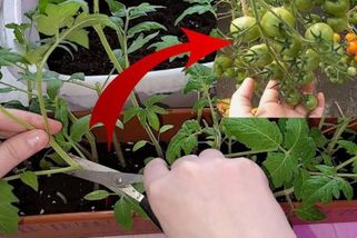 Díky tomuto lidovému triku dodáte sazenicím rajčat potřebnou sílu. Zvládne to i úplný pěstitel začátečník. Zajistí vám bohatou úrodu