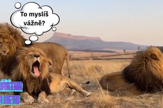 Sourozenecká láska a provokování existuje nejen mezi lidmi. Tito lví bráchové jsou toho důkazem | Zvířátka na netu